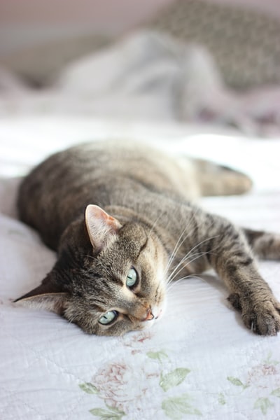 Brown spot cat lying on the white fabric
